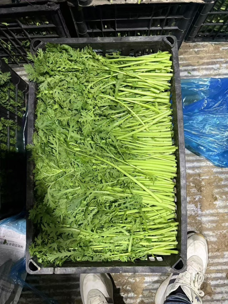 江苏茼蒿，精品茼蒿大量供应基地直发价格公道欢迎来电洽谈