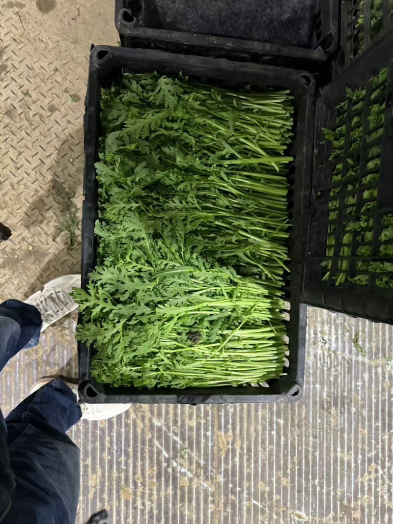 江苏茼蒿，精品茼蒿大量供应基地直发价格公道欢迎来电洽谈