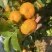 广西平南沙糖桔上市了，订园，百家果，专业代办