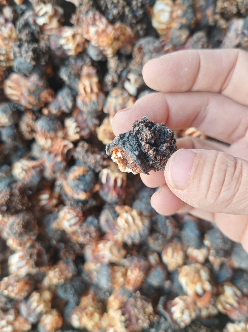 精品超大加拿大海参花足干带肉参皮参花