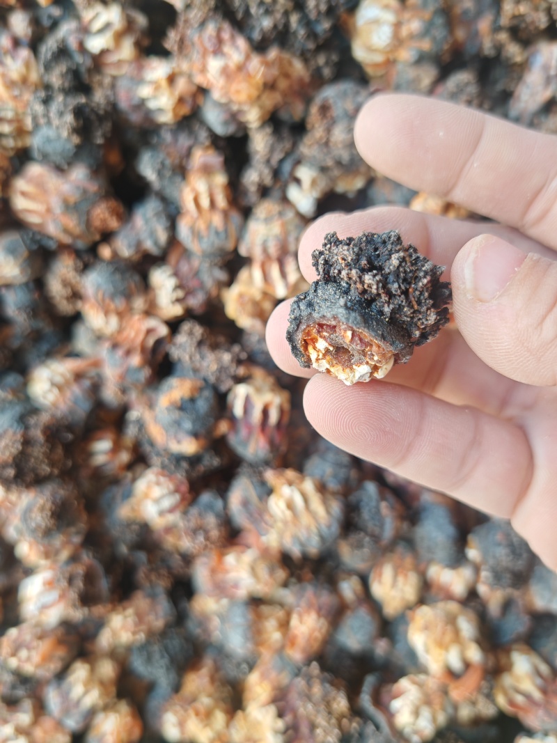 精品超大加拿大海参花足干带肉参皮参花