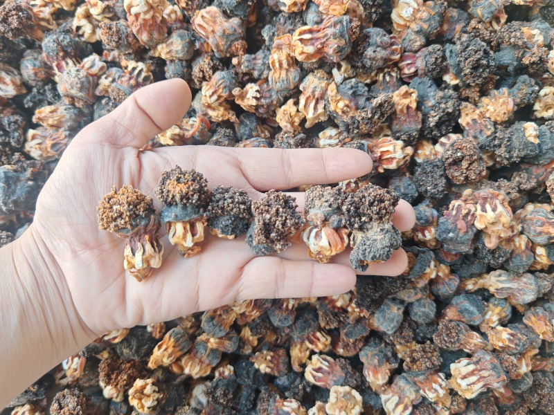 精品超大加拿大海参花足干带肉参皮参花