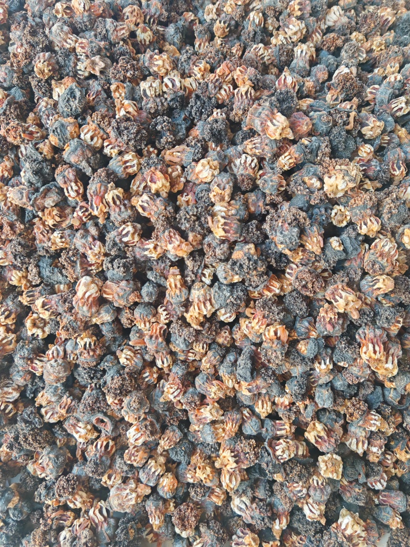 精品超大加拿大海参花足干带肉参皮参花