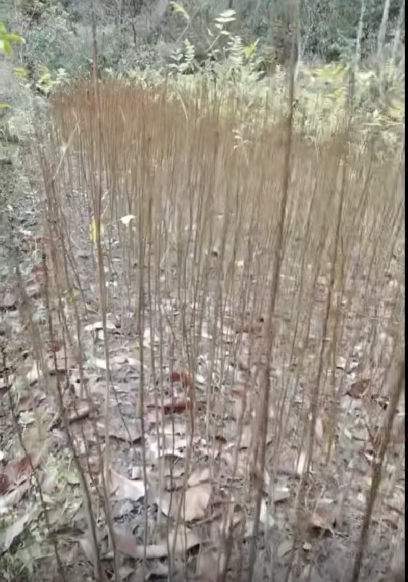 黄柏苗