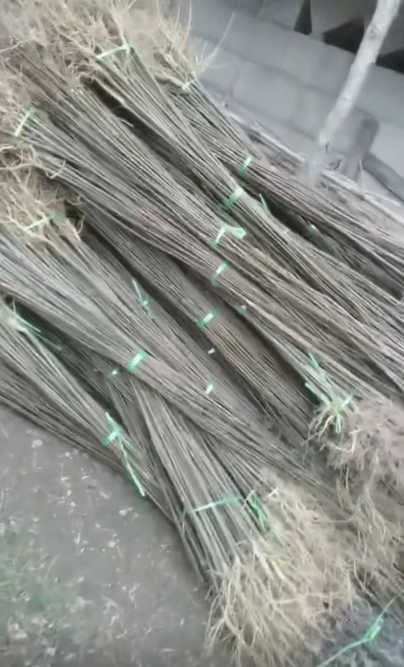 黄柏苗