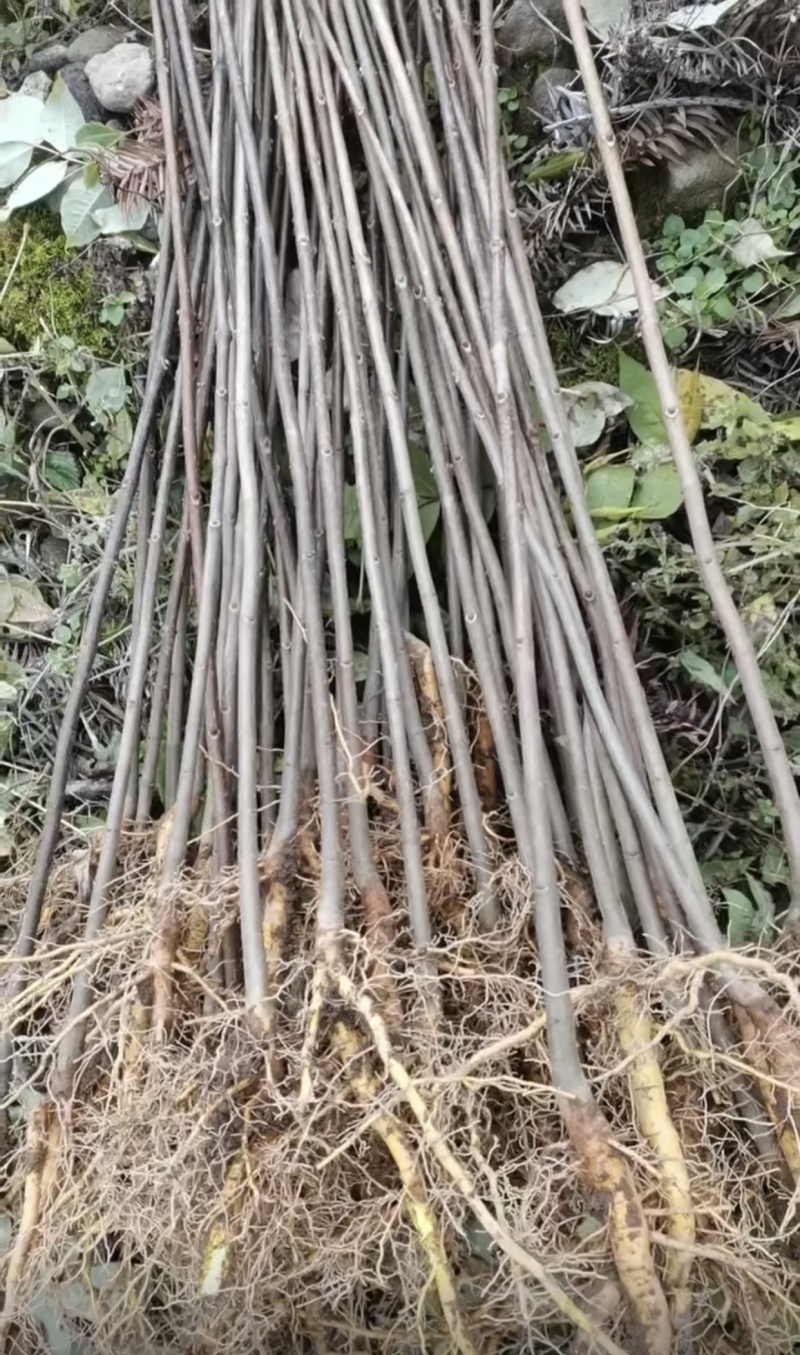 黄柏苗