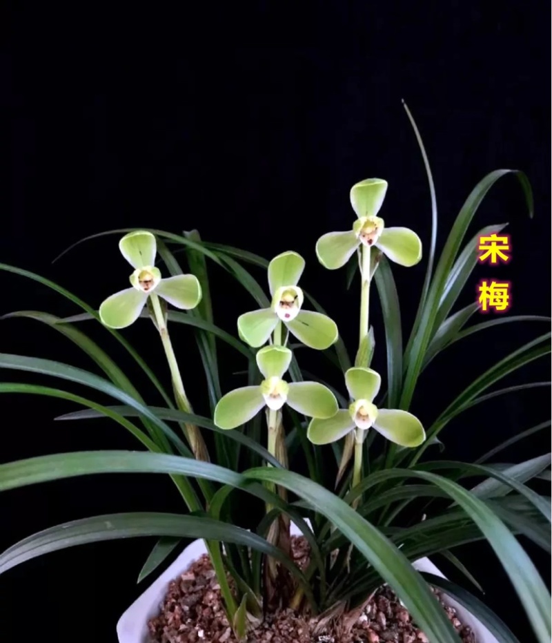 春兰老八种之首，经典铭品，可带盆栽好，梅瓣代表浓香品种