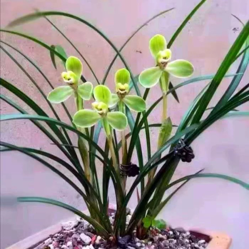 春兰老八种之首，经典铭品，可带盆栽好，梅瓣代表浓香品种