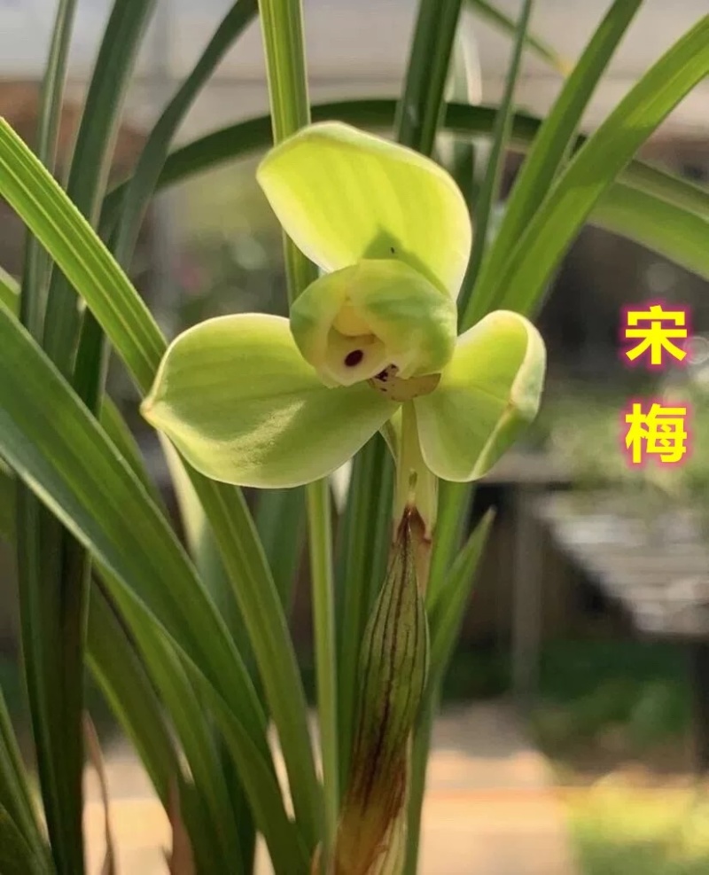 春兰老八种之首，经典铭品，可带盆栽好，梅瓣代表浓香品种