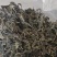 河南特产芝麻叶