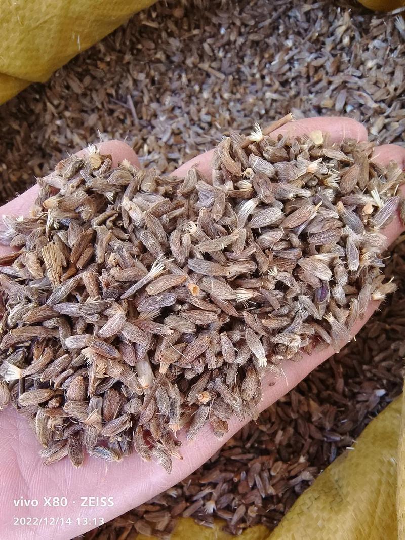 白术种子