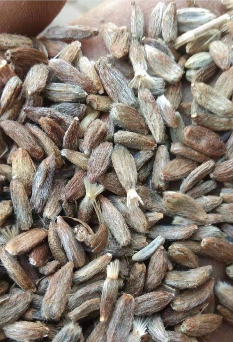 白术种子
