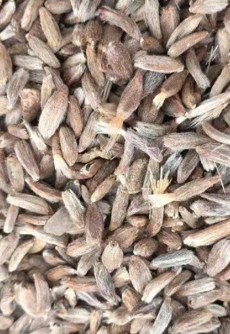 白术种子