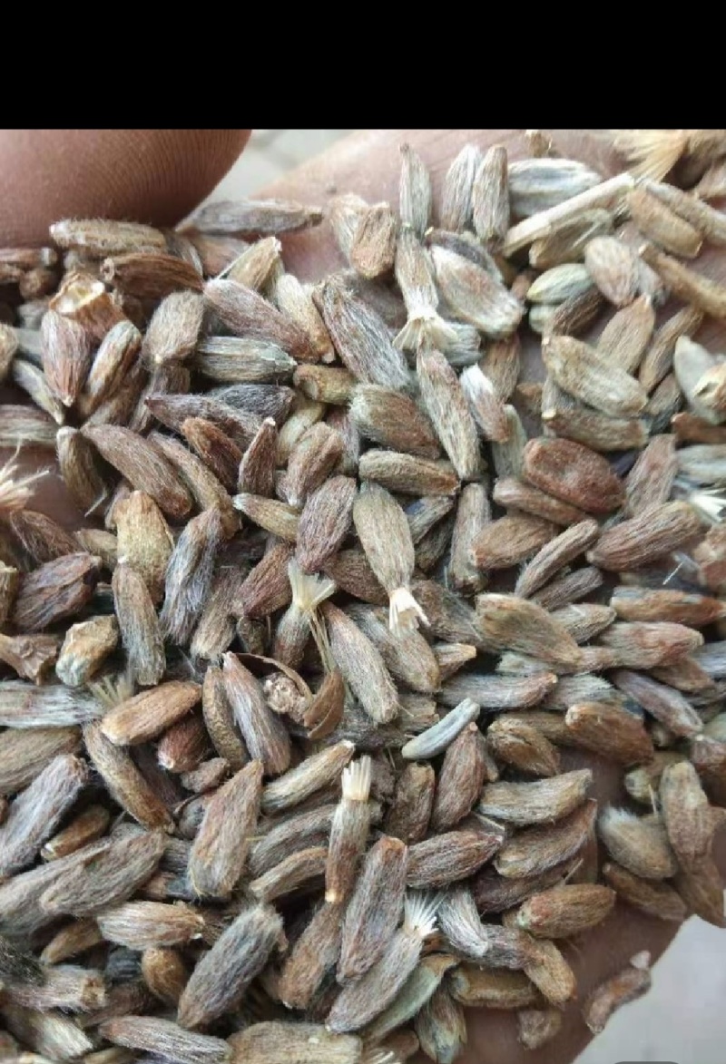 白术种子