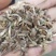 白术种子