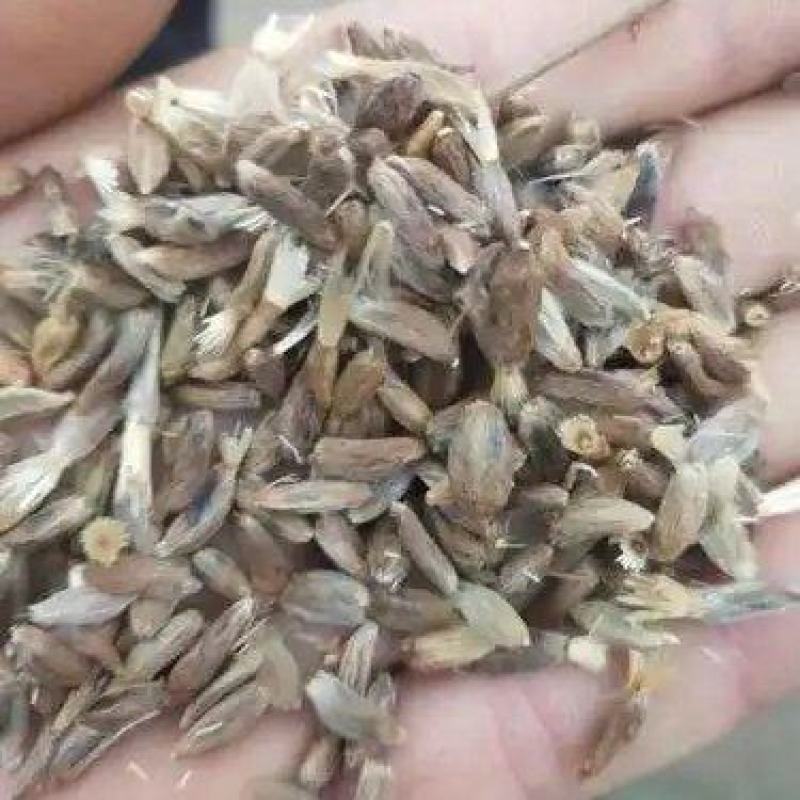 白术种子