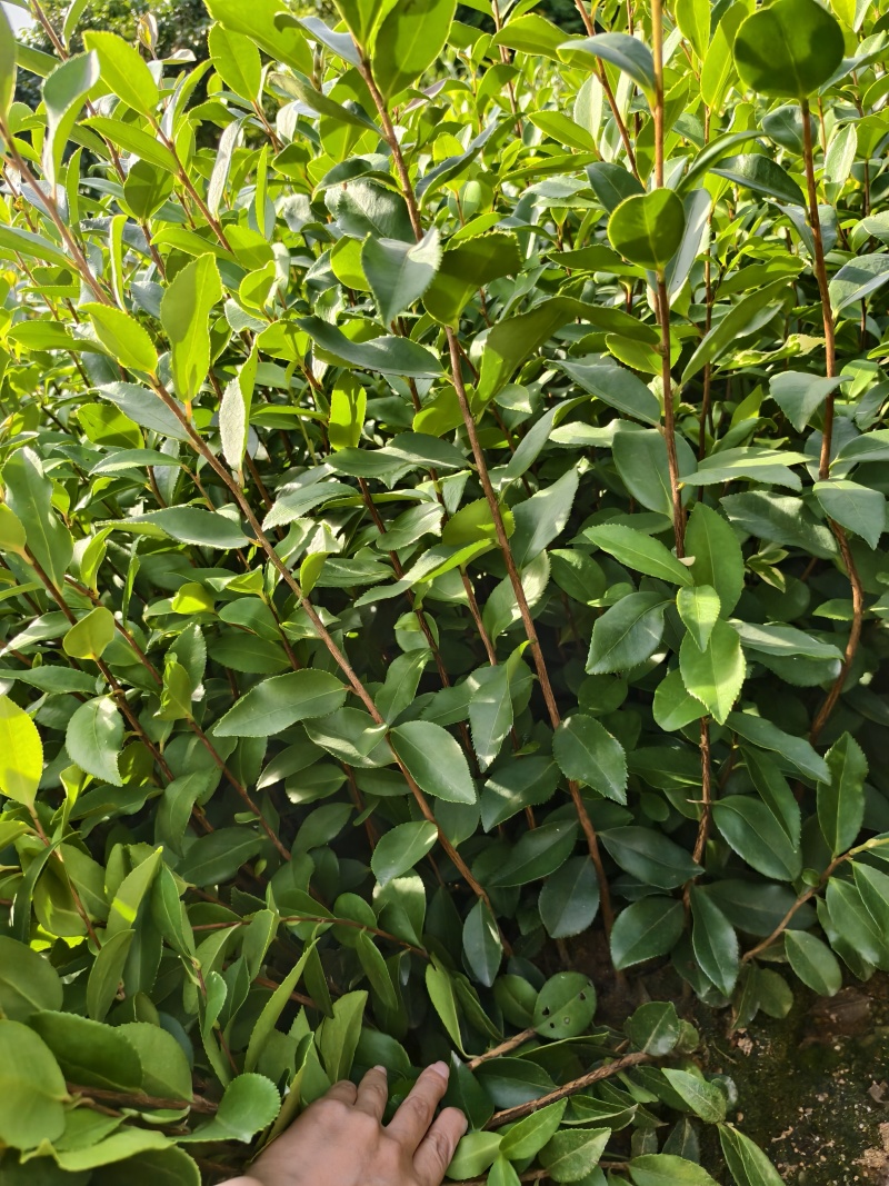 油茶苗直生苗杯苗，软枝油茶苗小杯苗，中杯苗