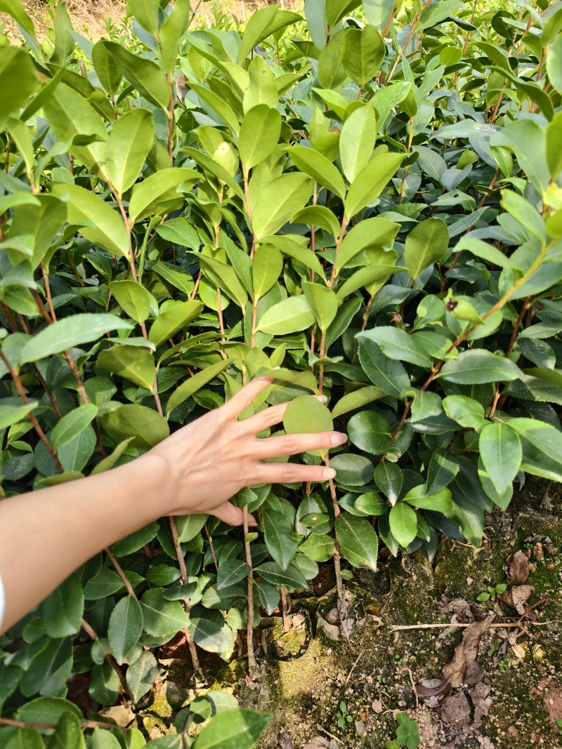 油茶苗直生苗杯苗，软枝油茶苗小杯苗，中杯苗