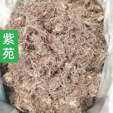 中药材紫苑紫菀