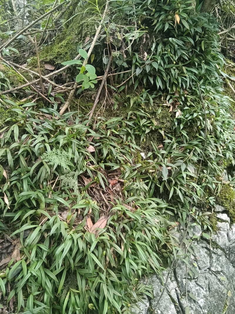 石橄榄产地直发一手货源可供商超市场批发