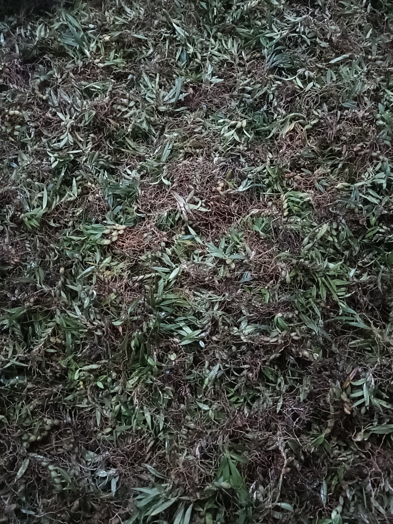 石橄榄产地直发一手货源可供商超市场批发