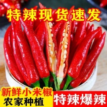 【巨辣爆辣】云南现摘小米辣鲜椒特辣新鲜魔鬼辣椒朝天椒整箱批发