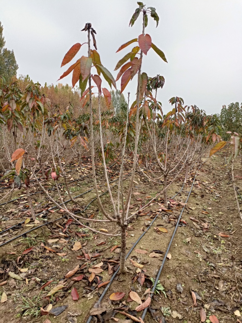 3年大樱桃树苗品种美早布鲁克斯齐早蜜露弗里斯科辉煌