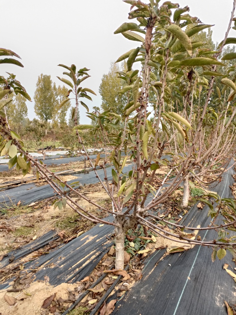 3年大樱桃树苗品种美早布鲁克斯齐早蜜露弗里斯科辉煌