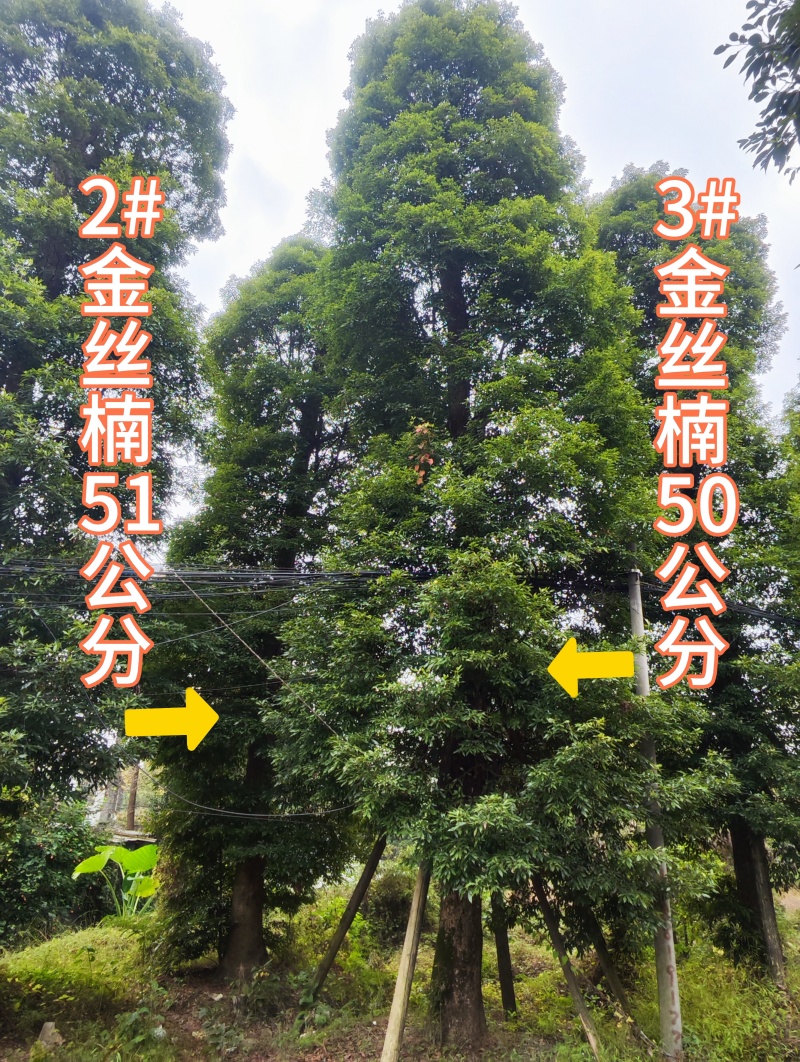 米径40公分精品金丝楠木