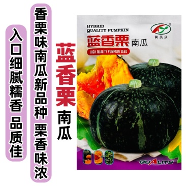 蓝香栗南瓜种子板栗南瓜种子高产甜糯板栗糯香甜四季蔬菜南瓜