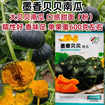 墨香贝贝南瓜种子高产甜面大贝贝南瓜种籽糯香味足一代杂交