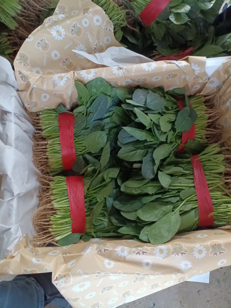 冷棚菠菜以上市，叶绿发亮，适合商超批发市场，欢迎老板采购