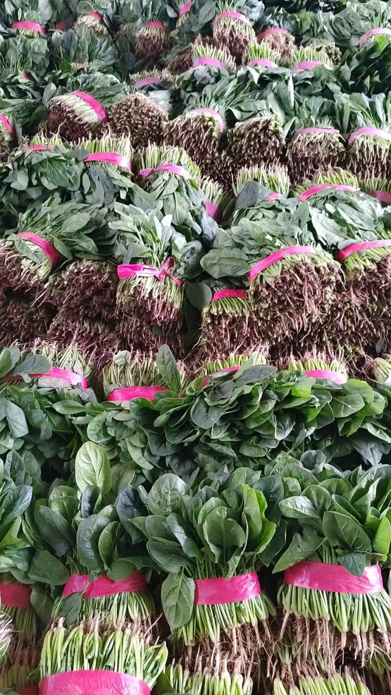 冷棚菠菜以上市，叶绿发亮，适合商超批发市场，欢迎老板采购