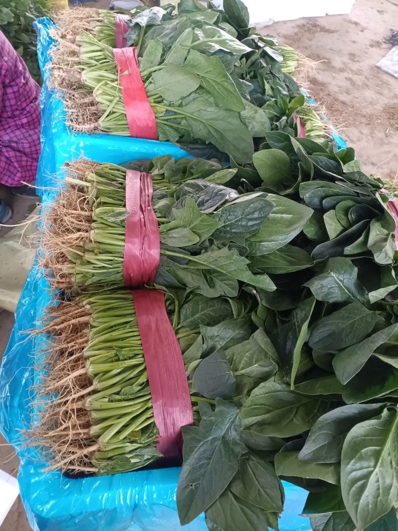 冷棚菠菜以上市，叶绿发亮，适合商超批发市场，欢迎老板采购