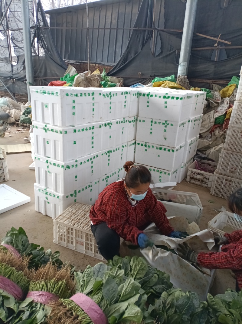 冷棚菠菜以上市，叶绿发亮，适合商超批发市场，欢迎老板采购
