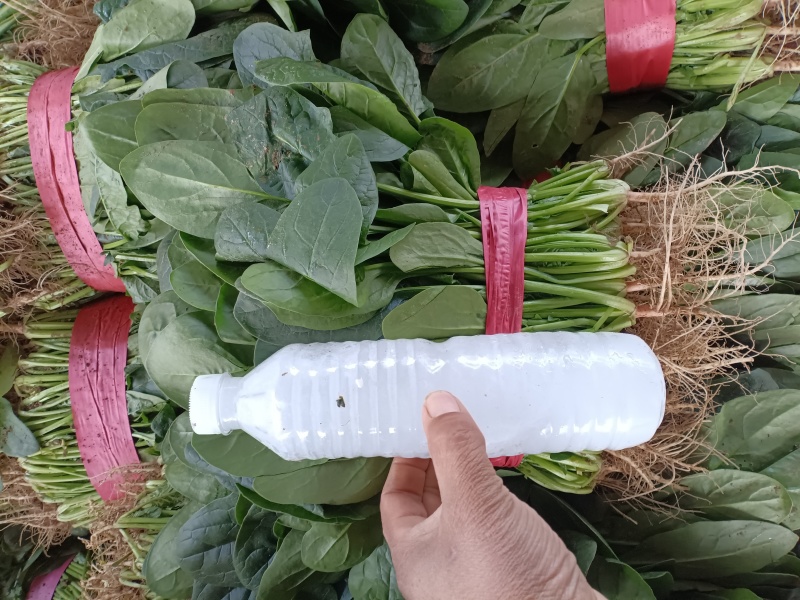 冷棚菠菜以上市，叶绿发亮，适合商超批发市场，欢迎老板采购