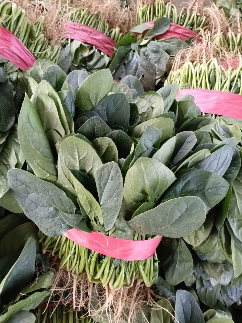 冷棚菠菜以上市，叶绿发亮，适合商超批发市场，欢迎老板采购