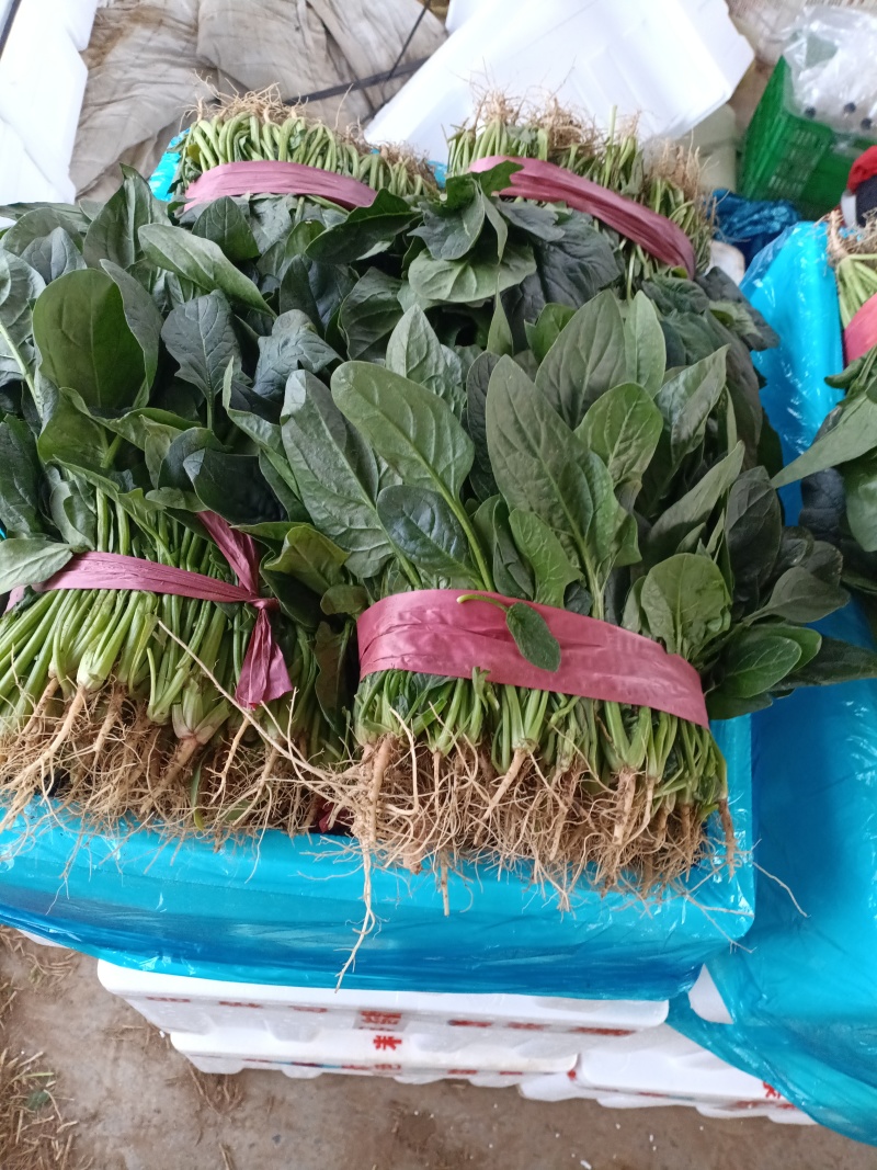 冷棚菠菜以上市，叶绿发亮，适合商超批发市场，欢迎老板采购