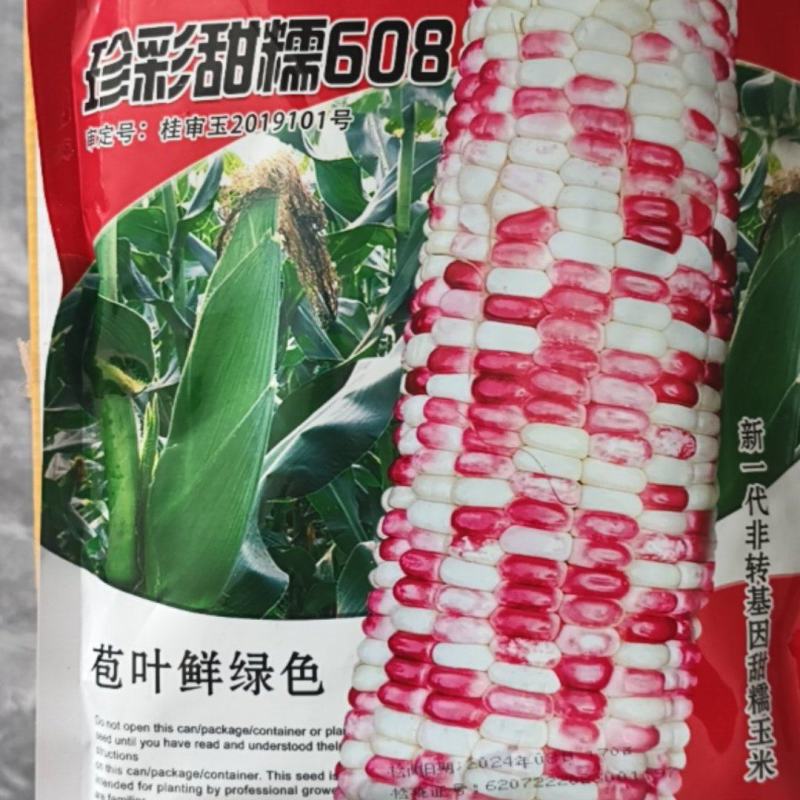 甜糯玉米种珍彩甜糯608产地直发花糯玉米量大优惠