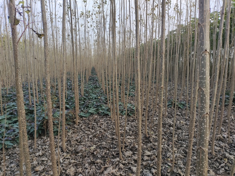 河南周口-杨树苗-速生杨树苗当年苗现挖现发成活高保证正品