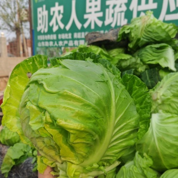 甘蓝大棚甘蓝原产地直供