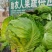 甘蓝大棚甘蓝原产地直供
