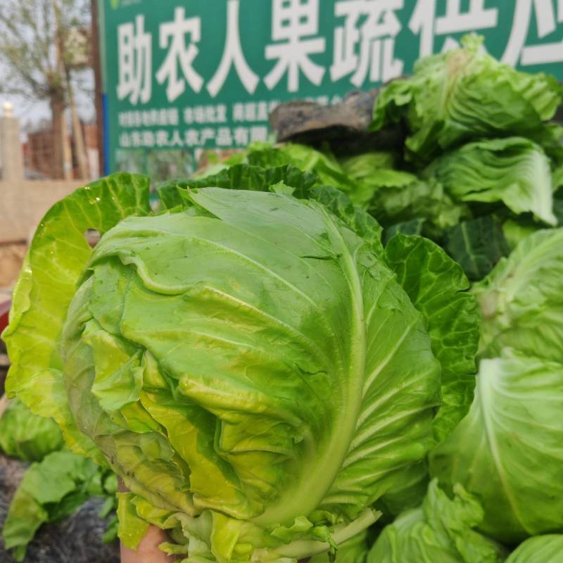 甘蓝大棚甘蓝原产地直供