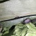 精品野生九香虫，品质保证量大从优无化学品饮用安全口感微甜