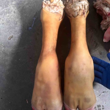 火烧牛蹄带骨