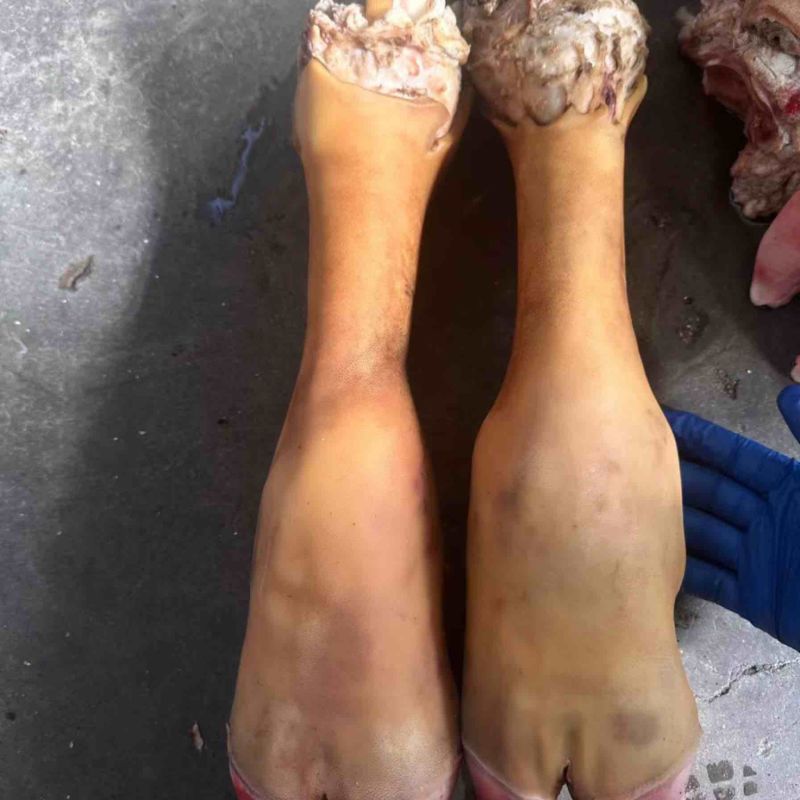火烧牛蹄带骨