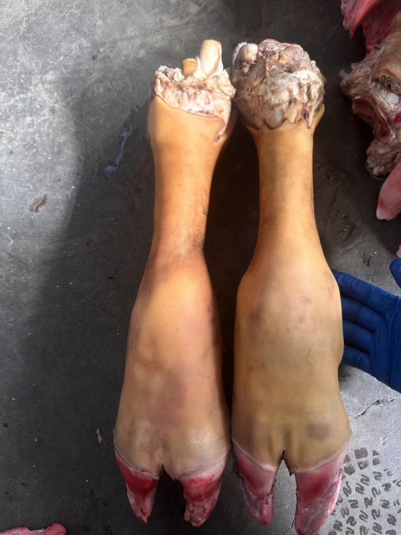 火烧牛蹄带骨