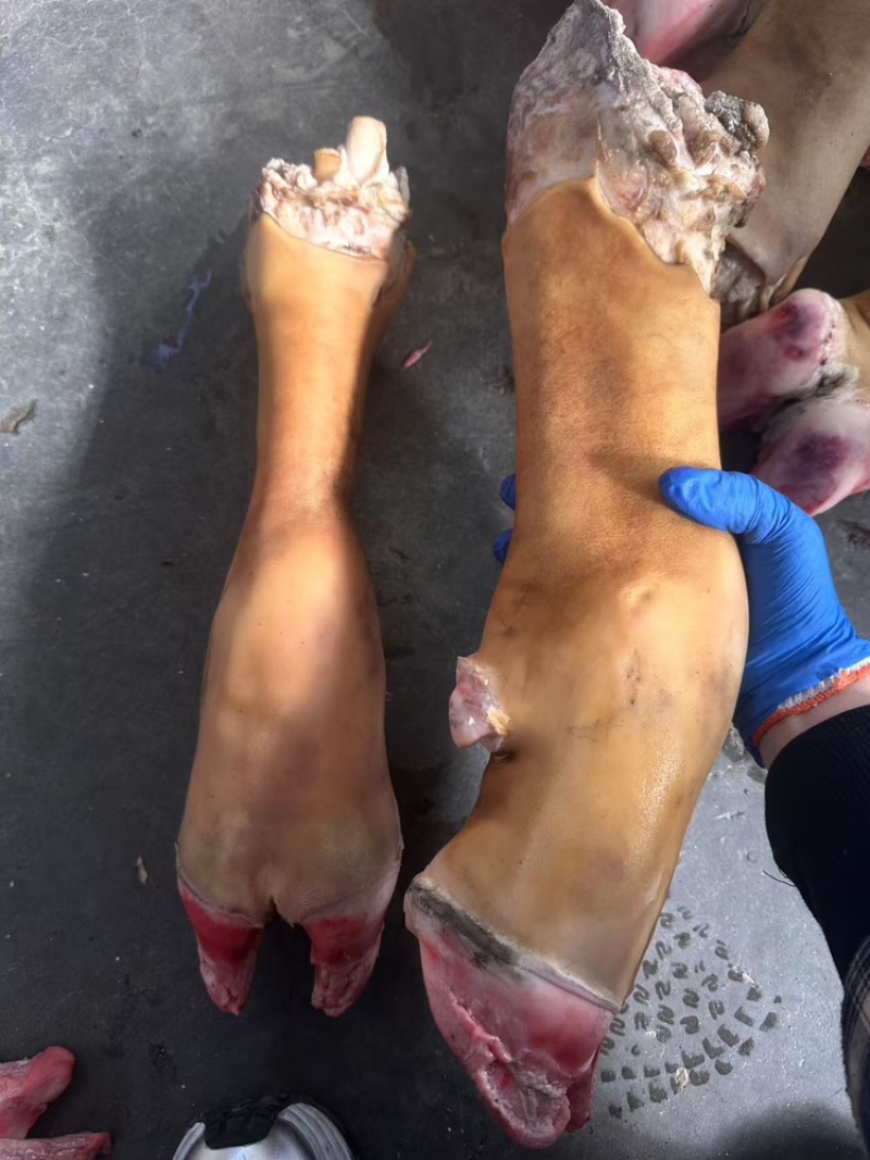 火烧牛蹄带骨