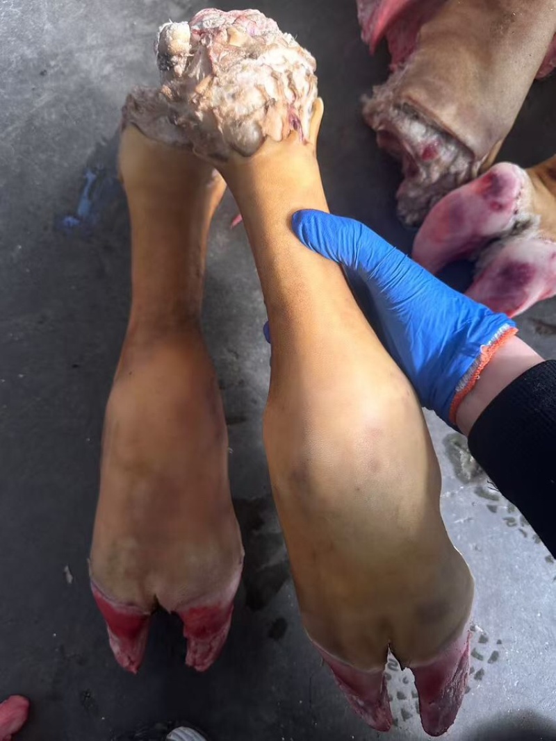 火烧牛蹄带骨