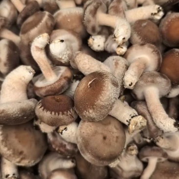 鲜香菇